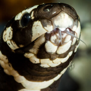Banded sea krait head close-up, tongue flicking out, Visayas, Philippines
