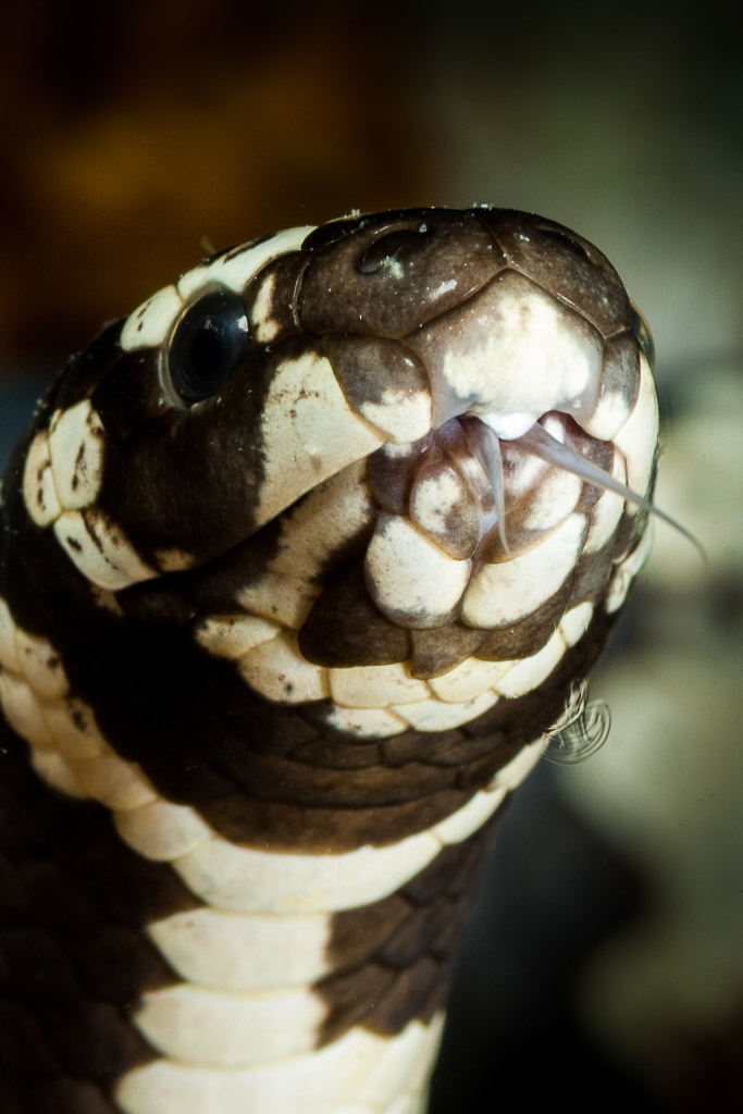 Banded sea krait head close-up, tongue flicking out, Visayas, Philippines