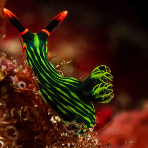 Nudibranche Nembrotha rayé vert et noir rampant sur un fond rouge, Visayas, Philippines