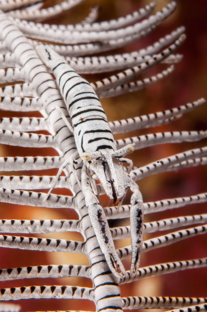 Black and white striped crinoid shrimp camouflaged on a matching crinoid, Visayas, Philippines