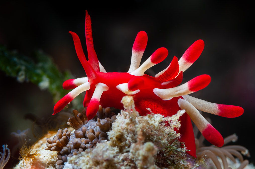Nudibranche rouge vif aux appendices blancs à pointes rouges sur des polypes, Visayas, Philippines