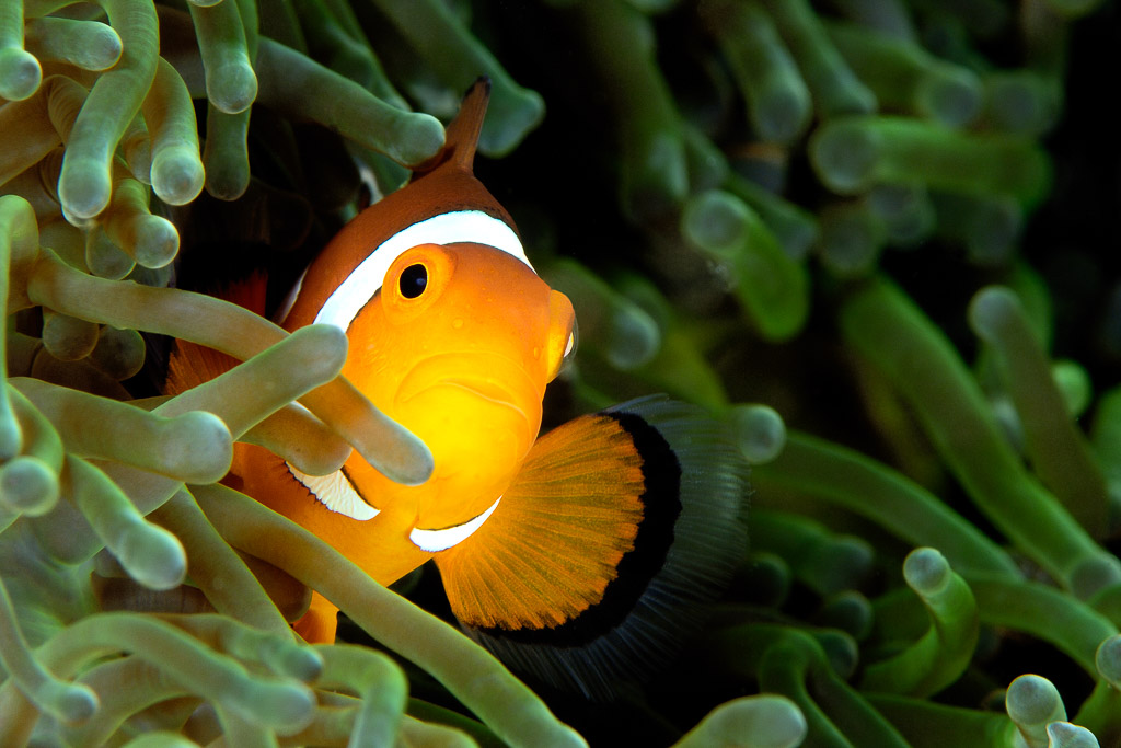 False clownfish peeking out between green anemone tentacles, Visayas, Philippines