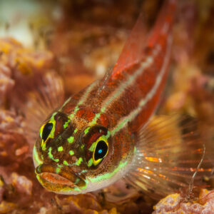 Triptérygion rayé rouge de face, yeux cerclés de vert et tête tachetée, Visayas, Philippines