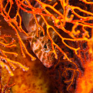 Poisson-faucon marbré caché derrière les branches orange d’une gorgone, Visayas, Philippines
