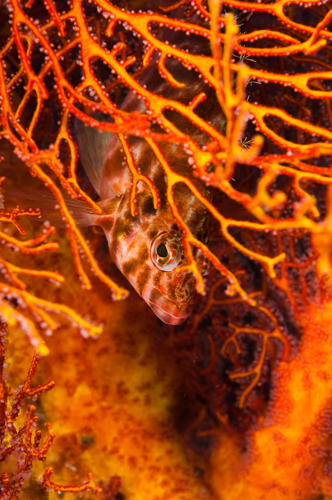 Poisson-faucon marbré caché derrière les branches orange d’une gorgone, Visayas, Philippines