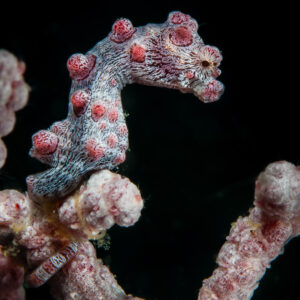 Hippocampe pygmée rose de profil sur sa gorgone, fond noir, Visayas, Philippines