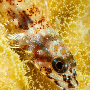 Gobie fantôme translucide moucheté de rouge sur des polypes de corail jaunes, Visayas, Philippines