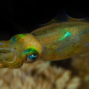 Calmar de récif juvénile aux reflets verts irisés au-dessus d’un corail mou, Visayas, Philippines
