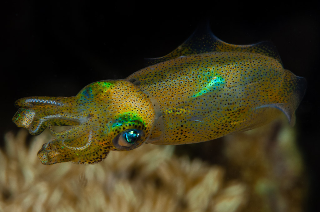 Calmar de récif juvénile aux reflets verts irisés au-dessus d’un corail mou, Visayas, Philippines