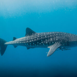 Whale shark swimming in open blue water with remoras under its belly, Visayas, Philippines