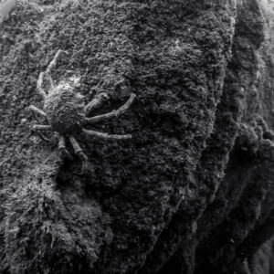 Black and white: spider crab on algae-covered wreck structure, Ville de Rochefort wreck, Brittany, France