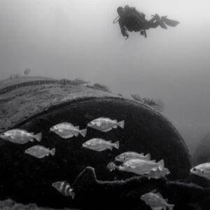 Black and white: diver above a wreck boiler with a school of pouting, Ville de Rochefort wreck, Brittany, France