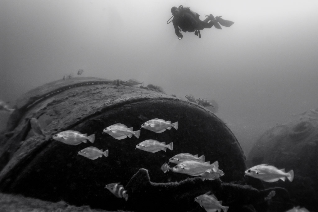 Black and white: diver above a wreck boiler with a school of pouting, Ville de Rochefort wreck, Brittany, France