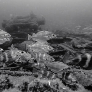 Black and white: school of barred pouting swimming over wreck debris, Ville de Rochefort wreck, Brittany, France