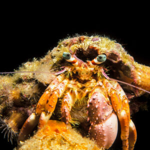 Anemone hermit crab with striped eyestalks facing camera, black background, Visayas, Philippines