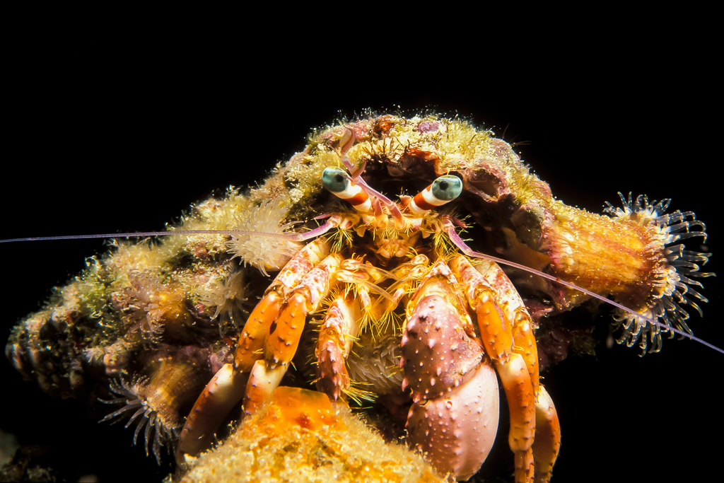 Anemone hermit crab with striped eyestalks facing camera, black background, Visayas, Philippines