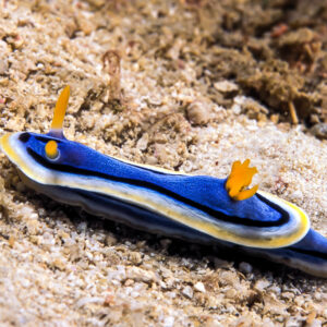 Nudibranche Chromodoris bleu aux branchies orange rampant sur le sable, Visayas, Philippines