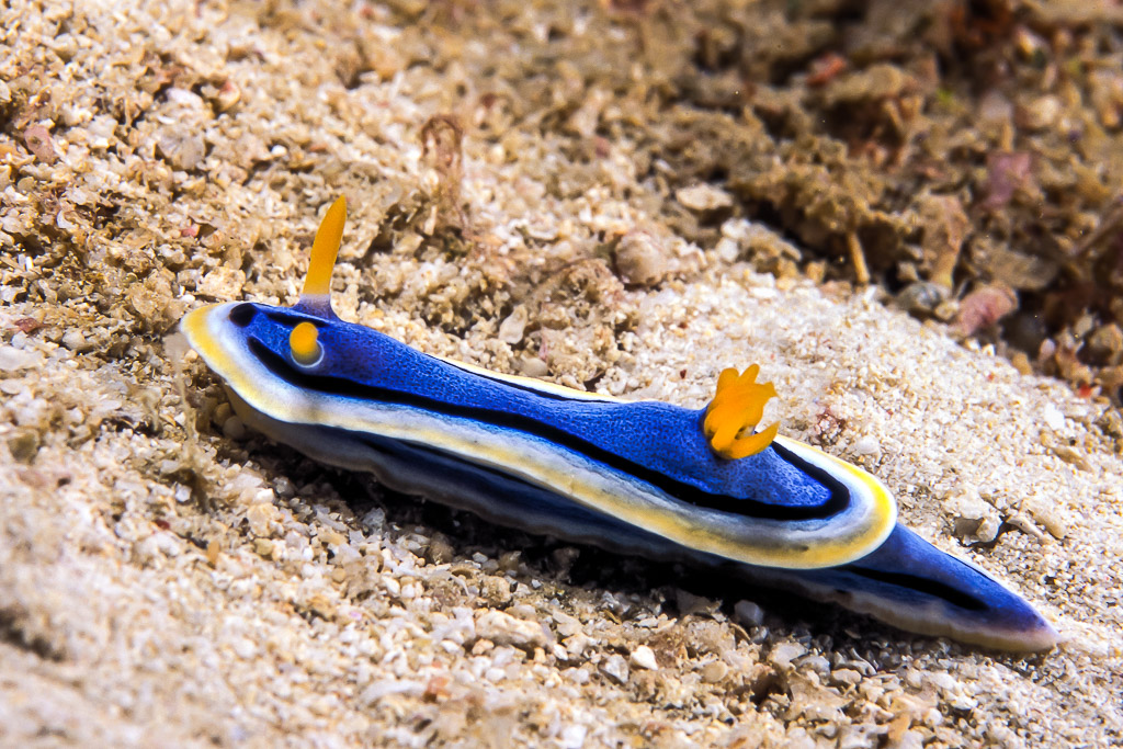 Nudibranche Chromodoris bleu aux branchies orange rampant sur le sable, Visayas, Philippines
