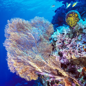 Tombant récifal avec grande gorgone, coraux mous et anthias dans le bleu, Visayas, Philippines