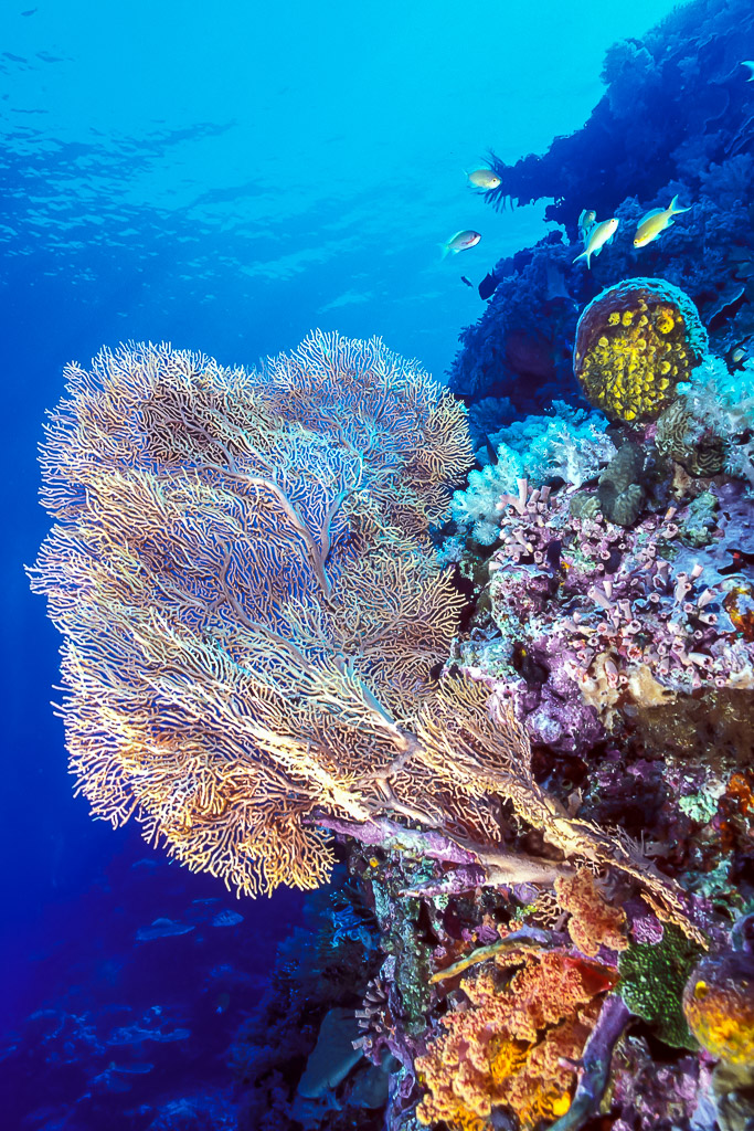 Reef wall with large sea fan, soft corals and anthias in blue water, Visayas, Philippines