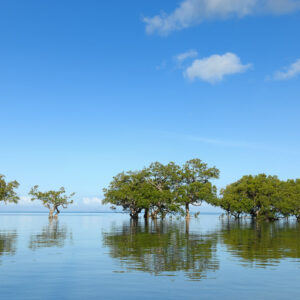 Mangrove trees standing in calm sea with reflections under blue sky, Visayas, Philippines