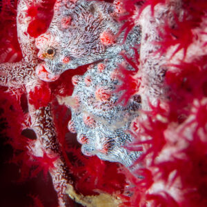 Hippocampe pygmée gris et rouge caché parmi les polypes rouges d’une gorgone, Camiguin, Mindanao, Philippines