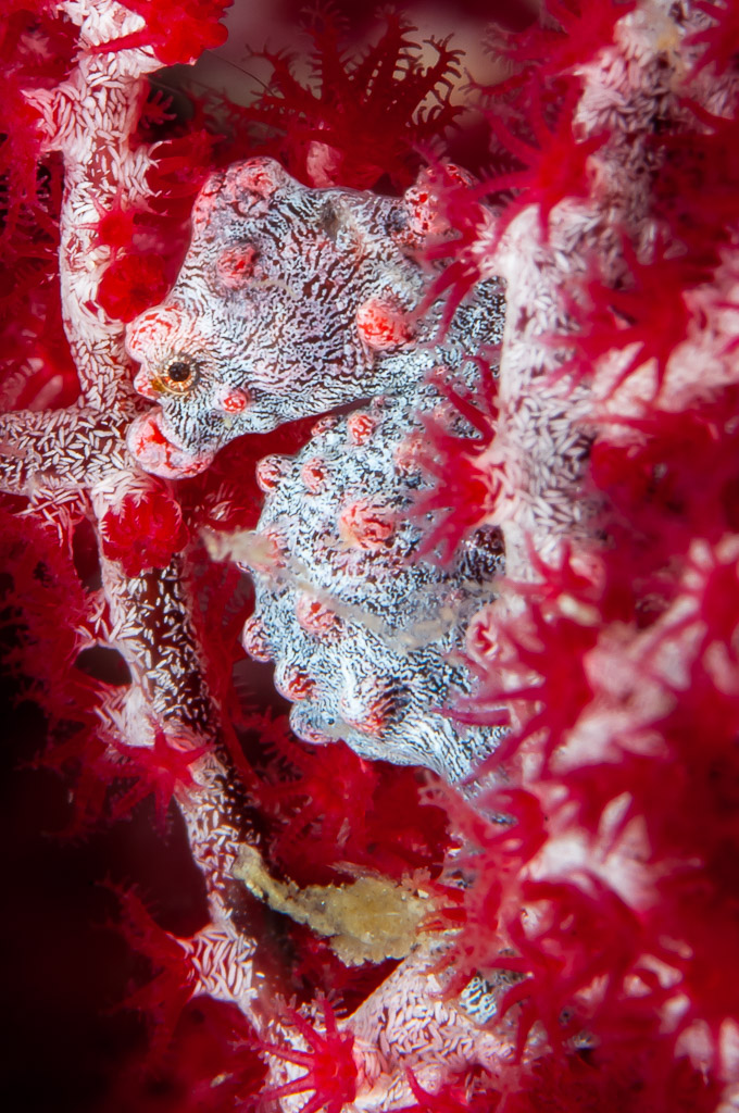 Grey and red pygmy seahorse hidden among red gorgonian polyps, Camiguin, Mindanao, Philippines