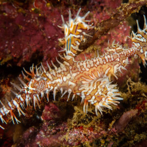 Poisson-fantôme arlequin aux nageoires épineuses sur un récif rouge, Camiguin, Mindanao, Philippines