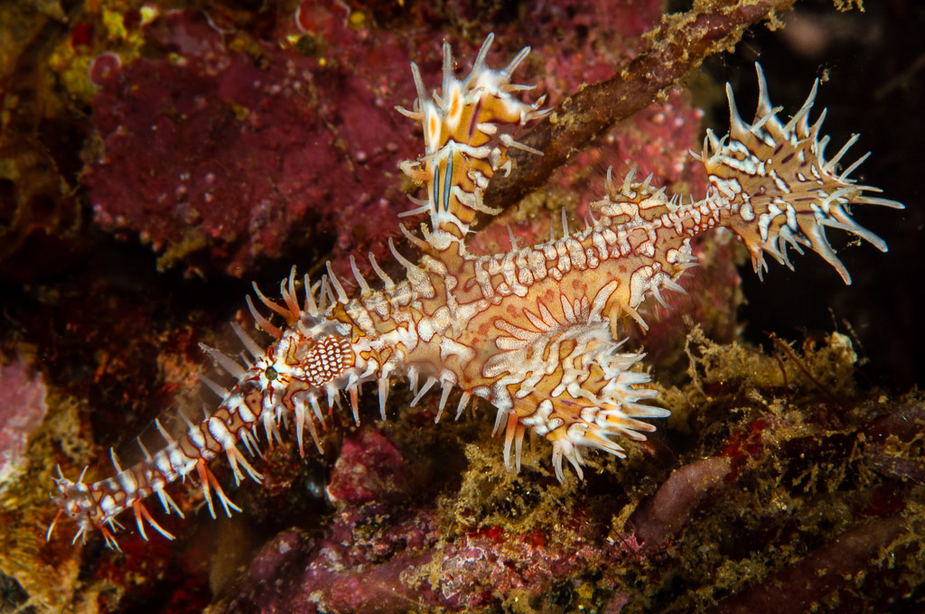 Poisson-fantôme arlequin aux nageoires épineuses sur un récif rouge, Camiguin, Mindanao, Philippines