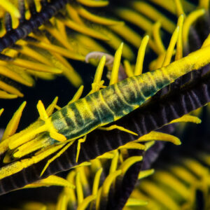 Crevette de comatule jaune et noire le long d’un bras de comatule jaune, Camiguin, Mindanao, Philippines