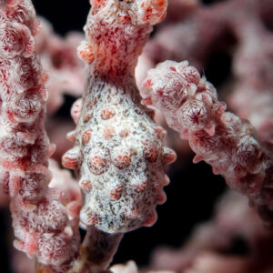 Pink pygmy seahorse front view on knobbly gorgonian branches, Camiguin, Mindanao, Philippines