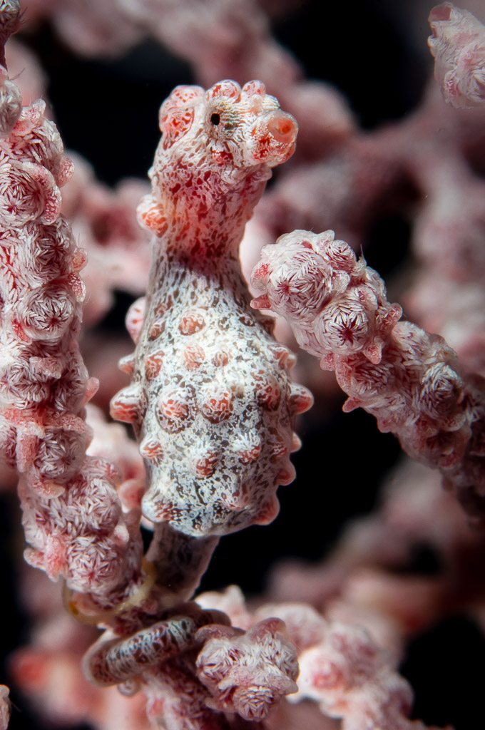 Pink pygmy seahorse front view on knobbly gorgonian branches, Camiguin, Mindanao, Philippines