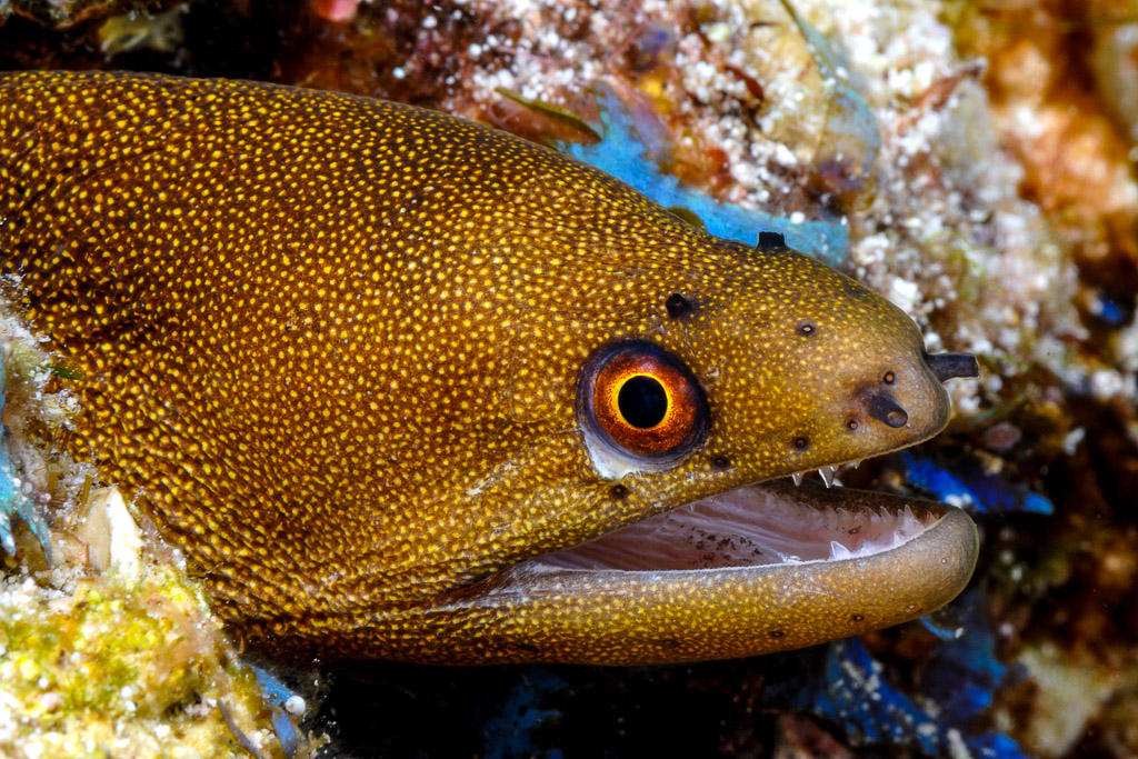 Gros plan de la tête d’une murène dorée finement mouchetée, gueule ouverte, Antilles, Guadeloupe