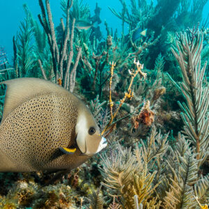 Gray angelfish swimming past soft corals and sea plumes, Key Largo, Florida, USA