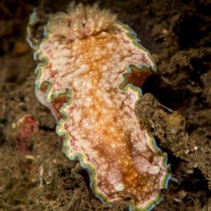 Girdled glossodoris nudibranch from above, frilled mantle with blue-green rim, Bunaken, North Sulawesi, Indonesia