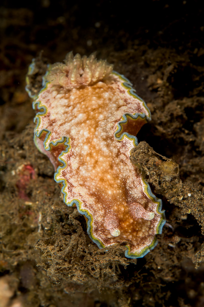 Girdled glossodoris nudibranch from above, frilled mantle with blue-green rim, Bunaken, North Sulawesi, Indonesia