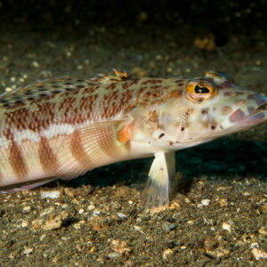 Female latticed sandperch propped on its pelvic fins on dark sand, Bunaken, North Sulawesi, Indonesia