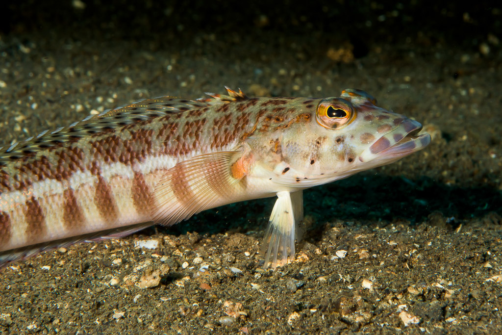 Female latticed sandperch propped on its pelvic fins on dark sand, Bunaken, North Sulawesi, Indonesia