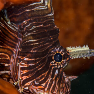 Red lionfish head in vertical close-up against an orange sponge, Bunaken, North Sulawesi, Indonesia