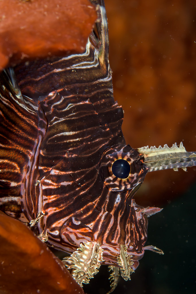 Red lionfish head in vertical close-up against an orange sponge, Bunaken, North Sulawesi, Indonesia