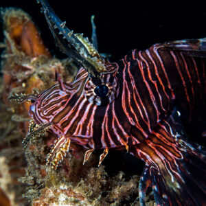 Red lionfish in profile with spread fins and eye tentacles, black background, Bunaken, North Sulawesi, Indonesia