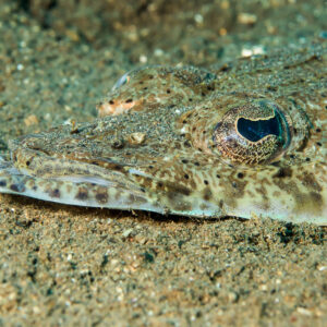 Poisson crocodile des Célèbes posé sur le sable, gros plan de l’œil frangé, Bunaken, Sulawesi du Nord, Indonésie