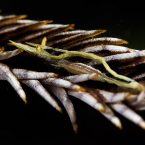 Slender green crinoid shrimp lying along a feather star arm, Bunaken, North Sulawesi, Indonesia