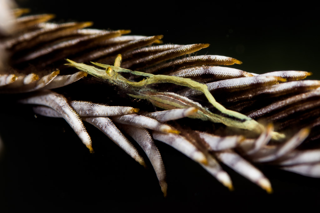 Slender green crinoid shrimp lying along a feather star arm, Bunaken, North Sulawesi, Indonesia