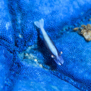 Crevette pâle d’étoile de mer posée dans un sillon d’une étoile de mer bleue, Bunaken, Sulawesi du Nord, Indonésie