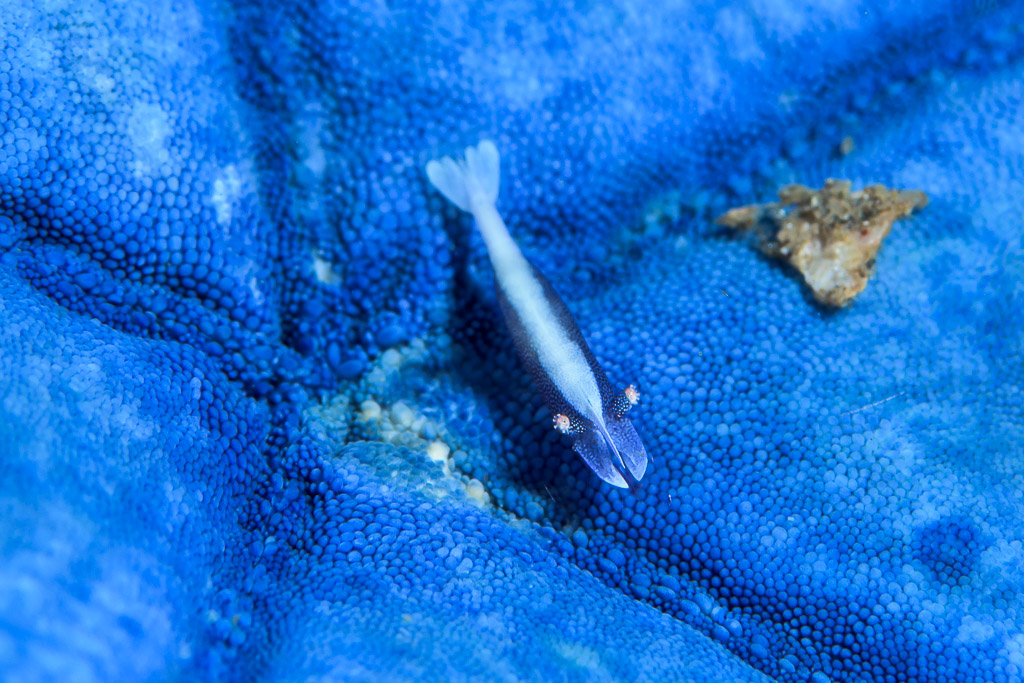 Pale sea star shrimp resting in a groove of a blue sea star, Bunaken, North Sulawesi, Indonesia