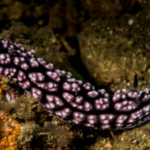Pustulose phyllidiella nudibranch crawling, black body with pink tubercle clusters, Bunaken, North Sulawesi, Indonesia