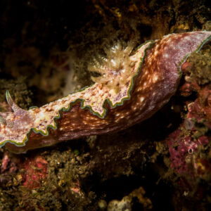 Girdled glossodoris nudibranch crawling over the reef in profile, gill plume raised, Bunaken, North Sulawesi, Indonesia