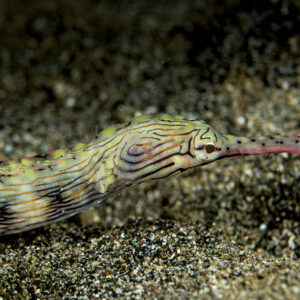 Reeftop pipefish on dark sand, head close-up with striped snout, Bunaken, North Sulawesi, Indonesia