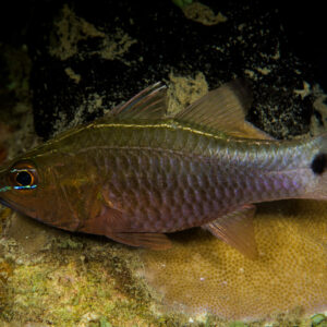 Cardinalfish with black caudal spot and thin gold line above coral, Bunaken, North Sulawesi, Indonesia